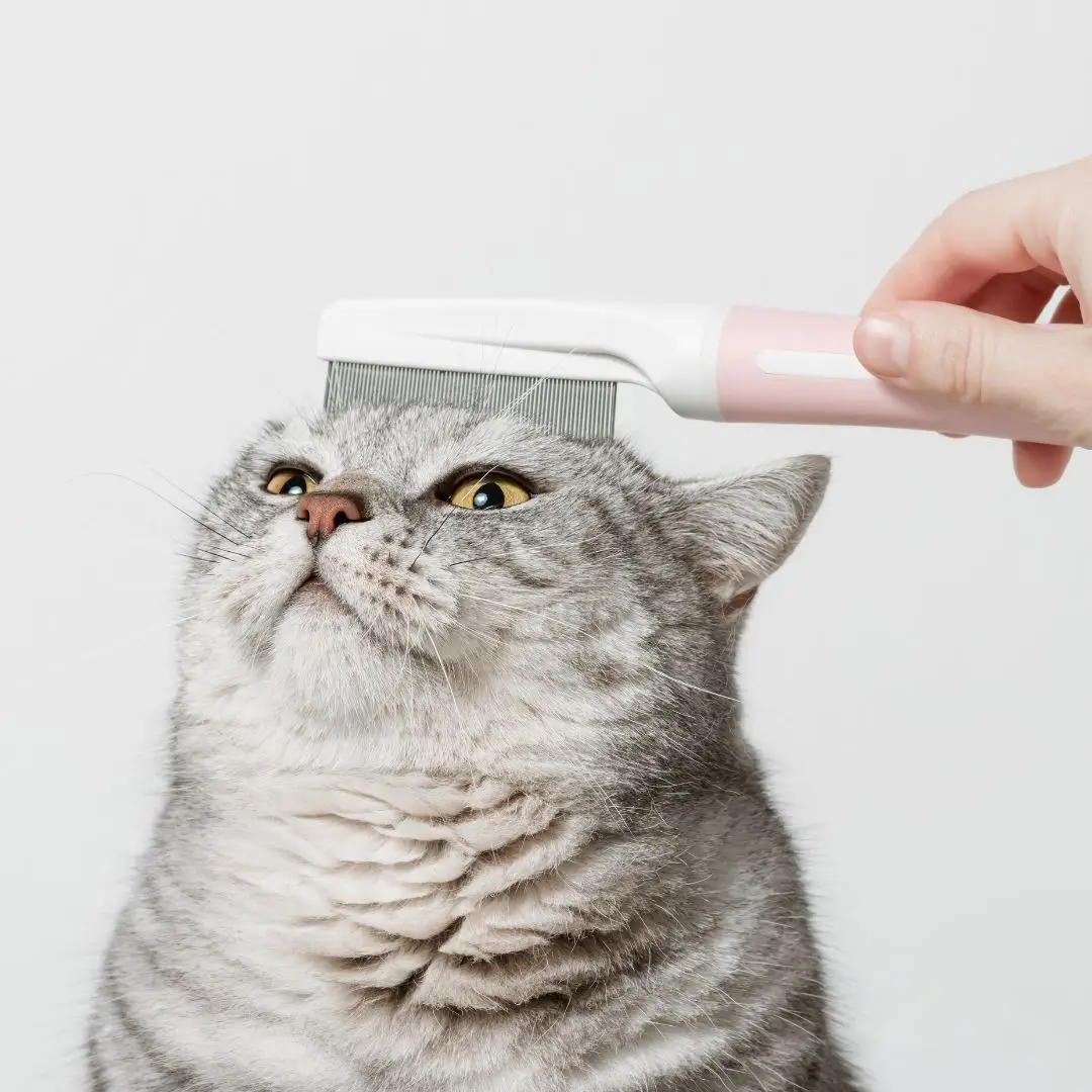 cat-grooming-pic (1)
