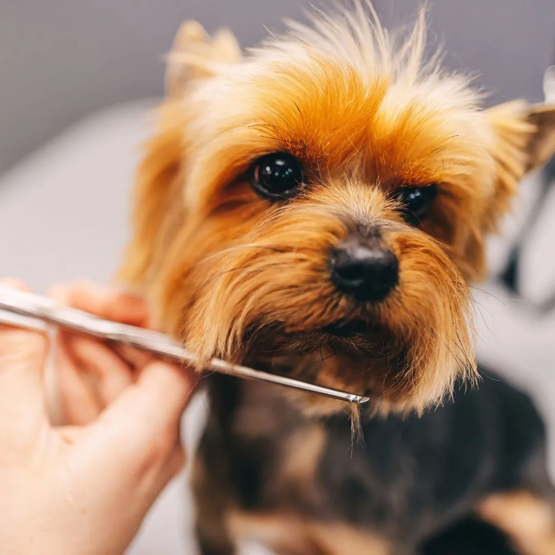 dog-grooming-services (1)
