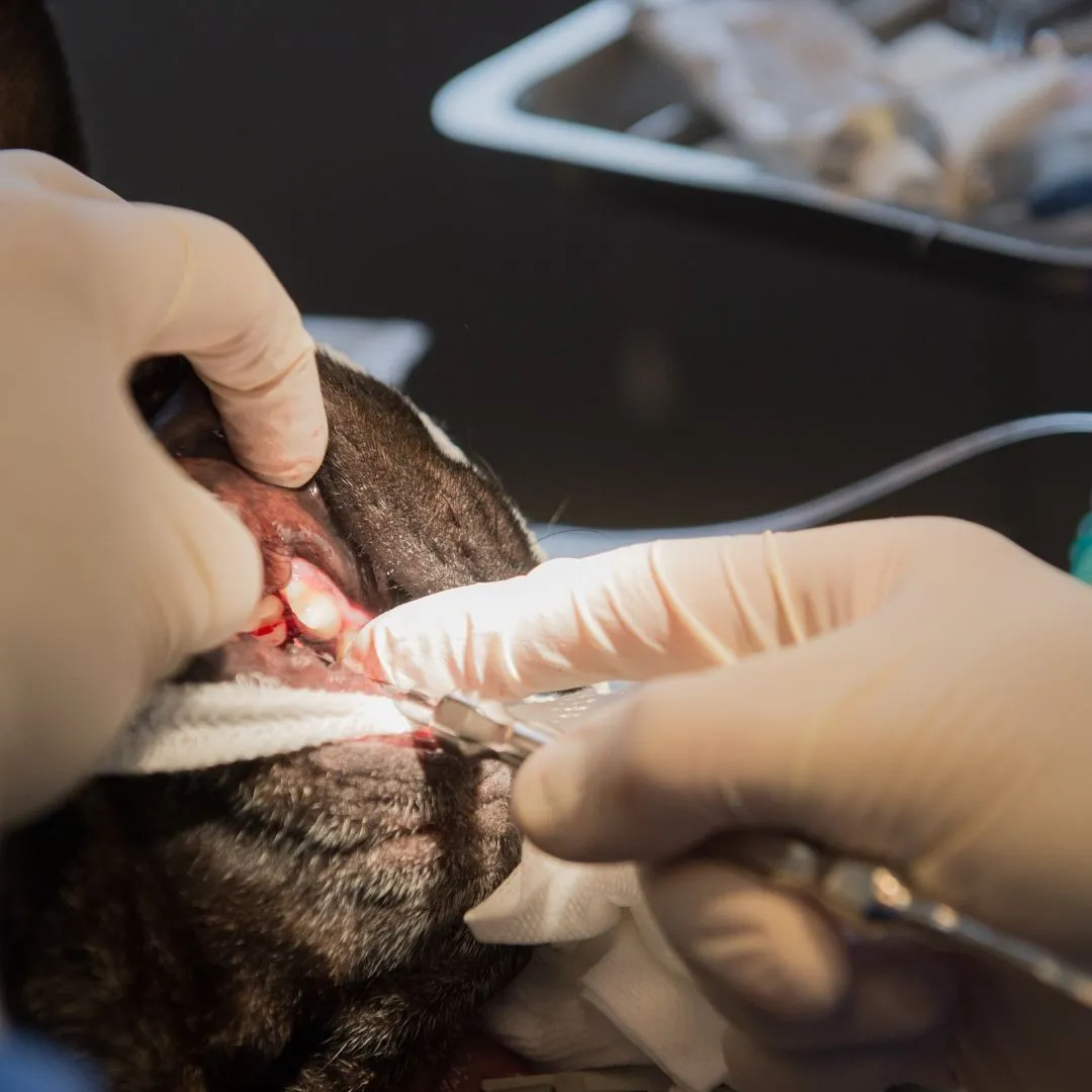 doogie-dental-services (1)