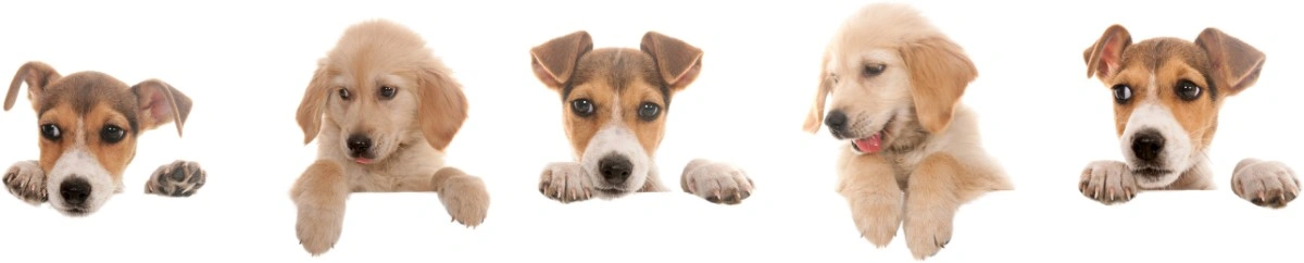 pets-banenr-img (1)
